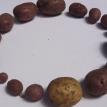 Life practice (potatoes)